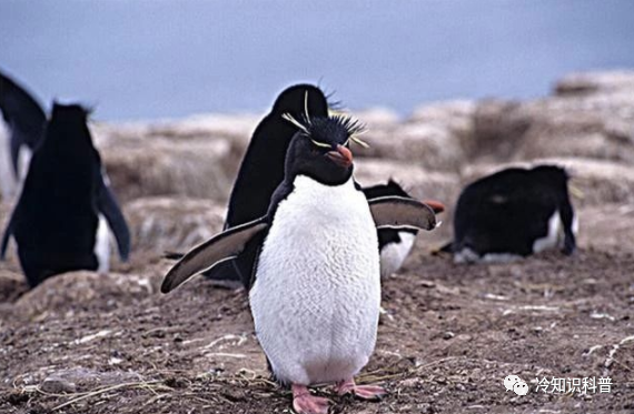 南极企鹅生活在哪里_南极的企鹅在北极能生存吗_企鹅生活在南极还是北极