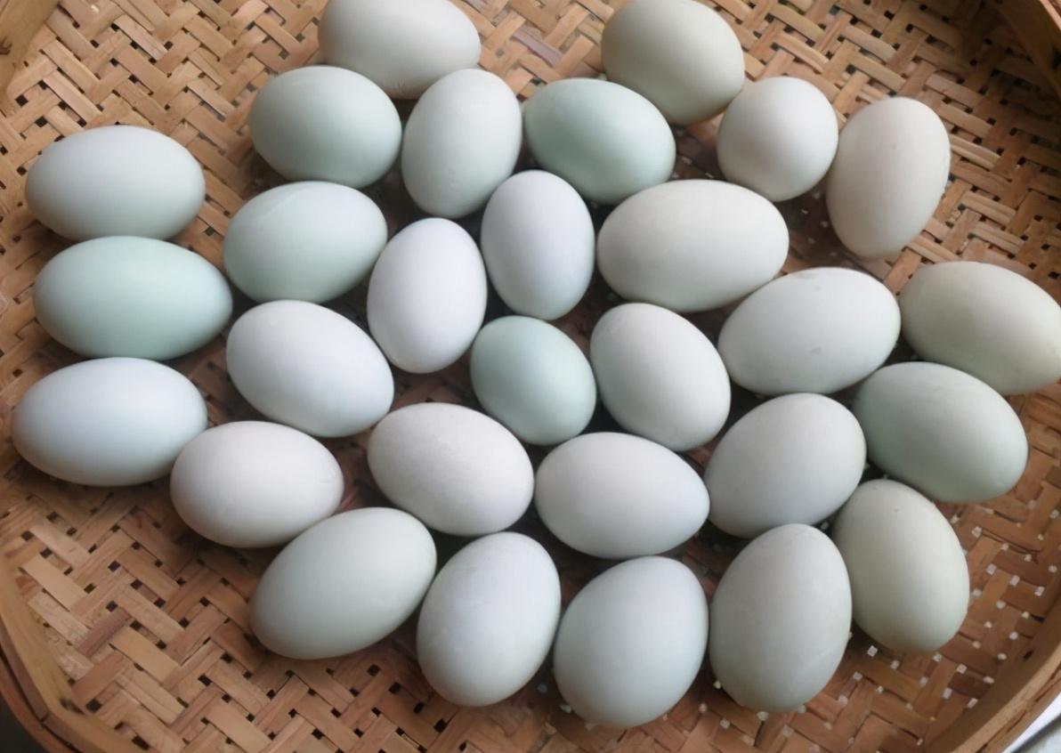 吃咸鸭蛋是不是端午节的风俗_端午节吃咸鸭蛋是什么寓意_端午节为什么要吃咸鸭蛋