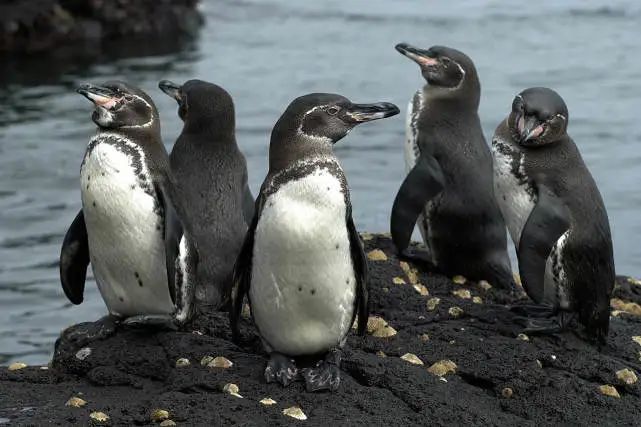 南极的企鹅在北极能生存吗_企鹅生活在南极还是北极_企鹅生活南极还是北极
