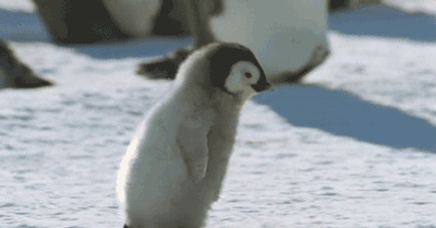 企鹅生活南极还是北极_南极的企鹅在北极能生存吗_企鹅生活在南极还是北极