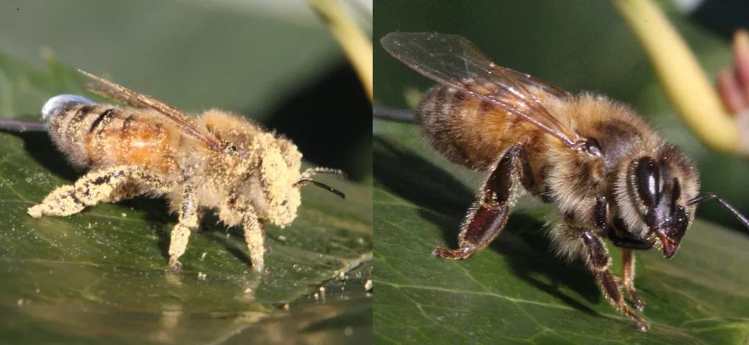 蜜蜂腿部_一只蜜蜂几条腿_蜜蜂有条腿