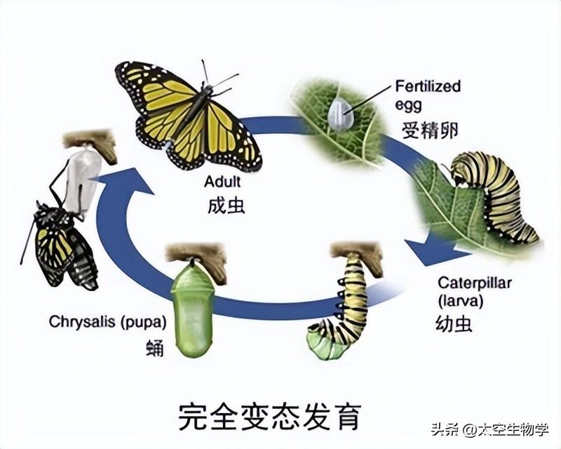 蜻蜓是完全变态发育还是不完全变态发育_蜻蜓属于不完全变态发育_蜻蜓是不是变态发育的动物