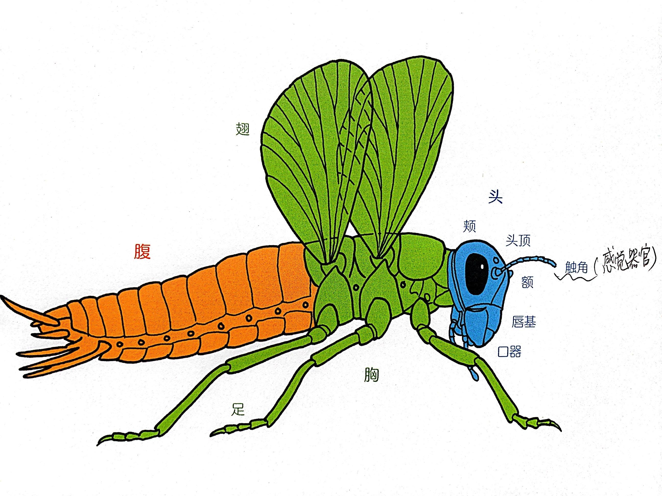 蜻蜓是不是变态发育的动物_蜻蜓属于完全变态发育_蜻蜓是完全变态发育还是不完全变态发育