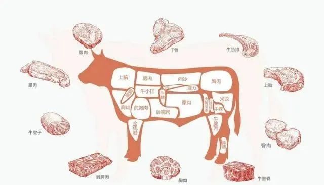 牛肉那个部位肉比较嫩_牛肉比较嫩的部位_牛肉哪部分肉嫩