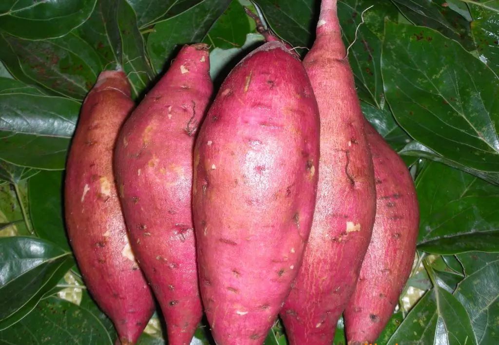 几月份种红薯_红薯几月栽种_红薯几月份种