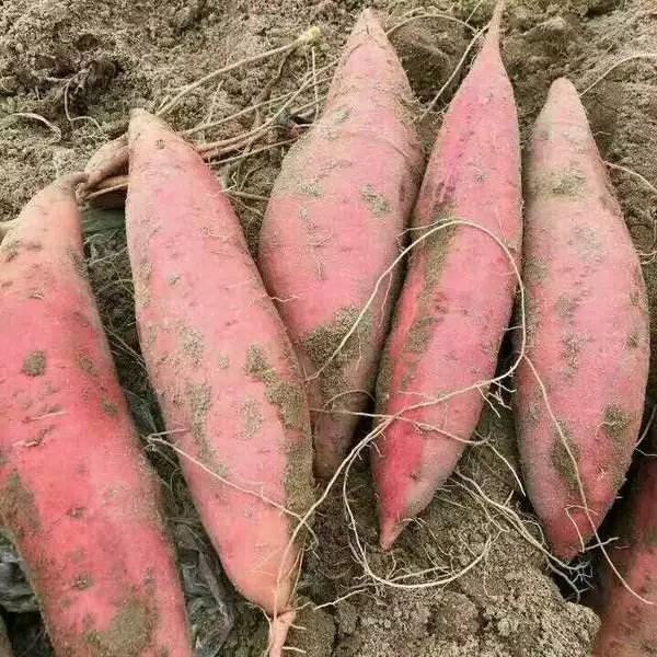 红薯几月栽种_几月份种红薯_红薯几月份种