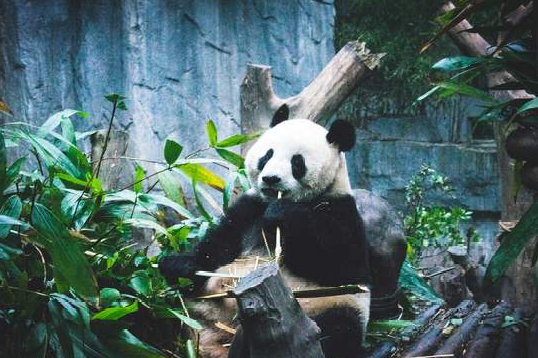 大熊猫最爱吃的10种食物_大熊猫爱吃_国宝大熊猫爱吃的东西是什么