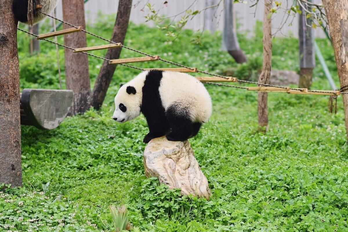 大熊猫爱吃_国宝大熊猫爱吃的东西是什么_大熊猫最爱吃的10种食物