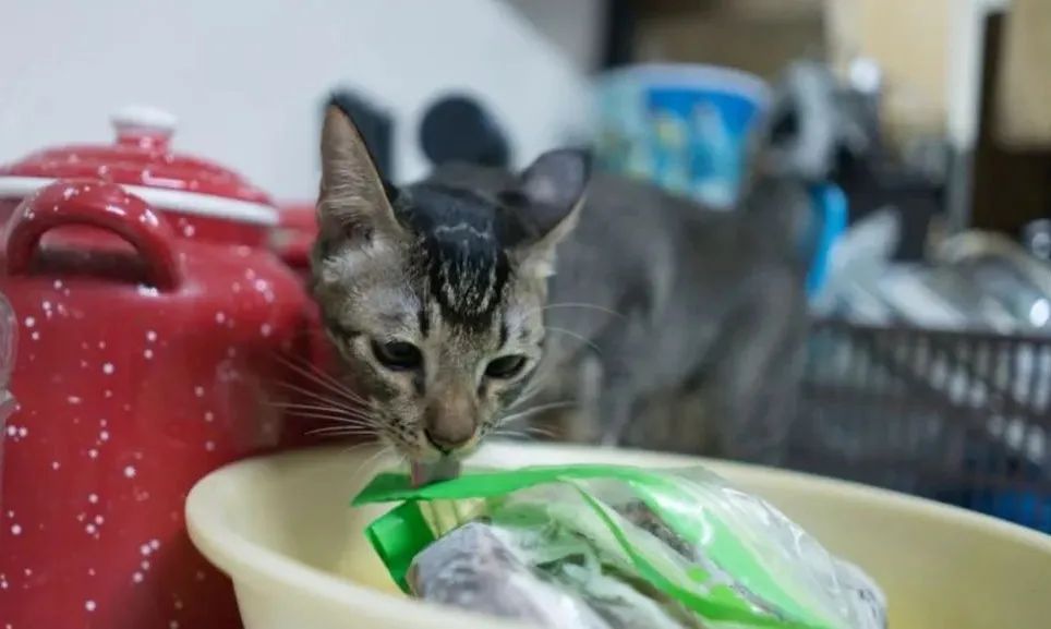 猫猫舔塑料袋缺什么微量元素_猫咪舔塑料袋的原因_猫舔塑料袋是什么意思