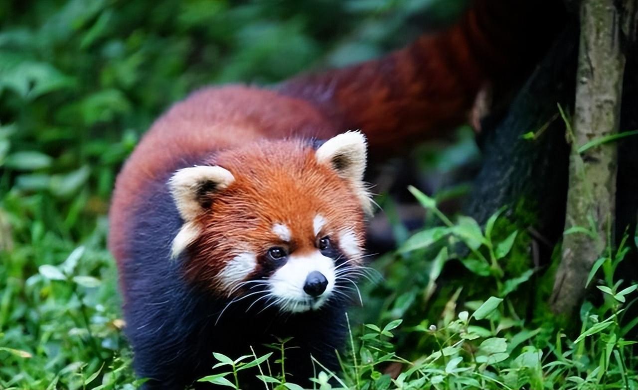 大熊猫最爱吃的10种食物_熊猫爱吃食物种大树吗_熊猫爱吃什么特点是什么