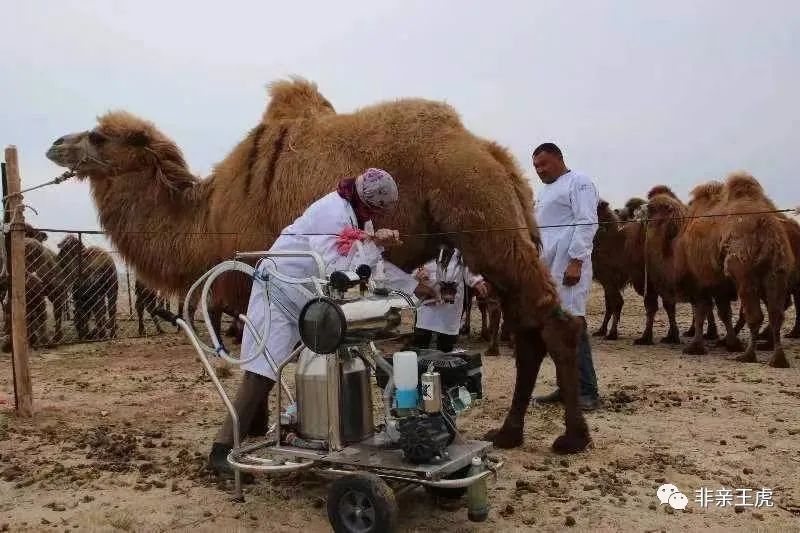 骆驼奶如何食用_骆驼奶食用正确方法视频_骆驼奶的正确食用方法