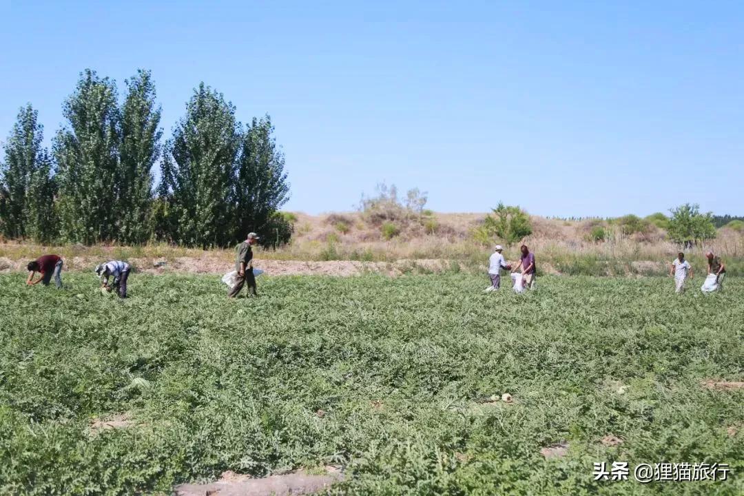 新疆西瓜成熟期_西瓜新疆成熟月份是几月_新疆西瓜几月份成熟