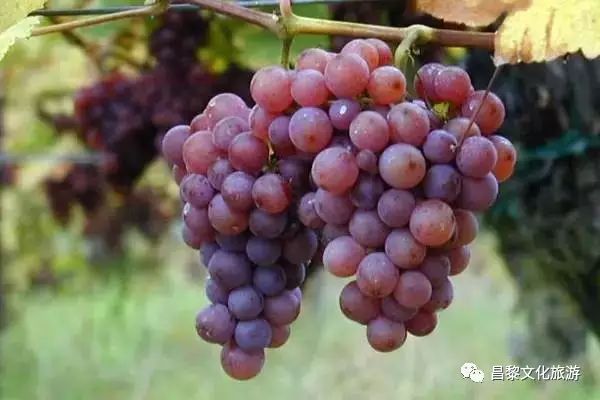 中原葡萄种植始于什么年代_中原葡萄种植始于西汉_始于中原种植葡萄年代是什么