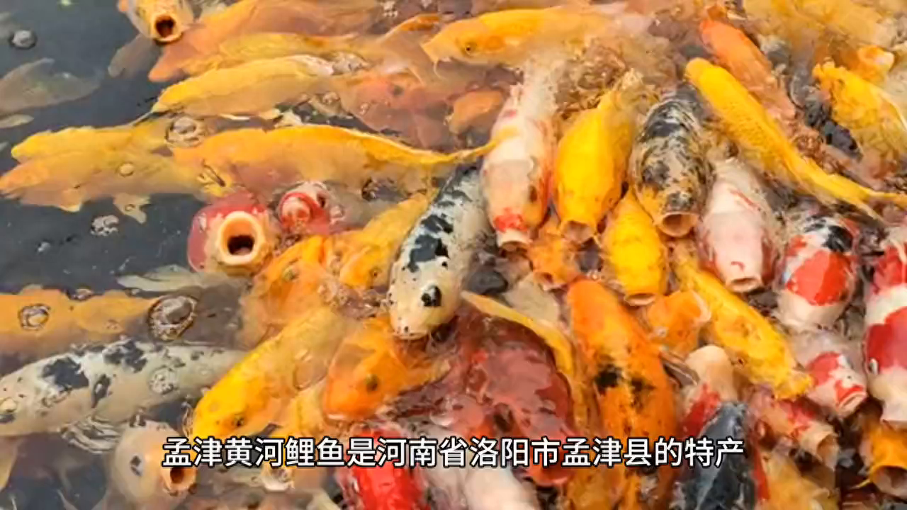 酥鲤鱼鱼的做法最正宗的做法_糖酥鲤鱼是哪里的菜系_鲤鱼酥鱼的做法大全家常做法
