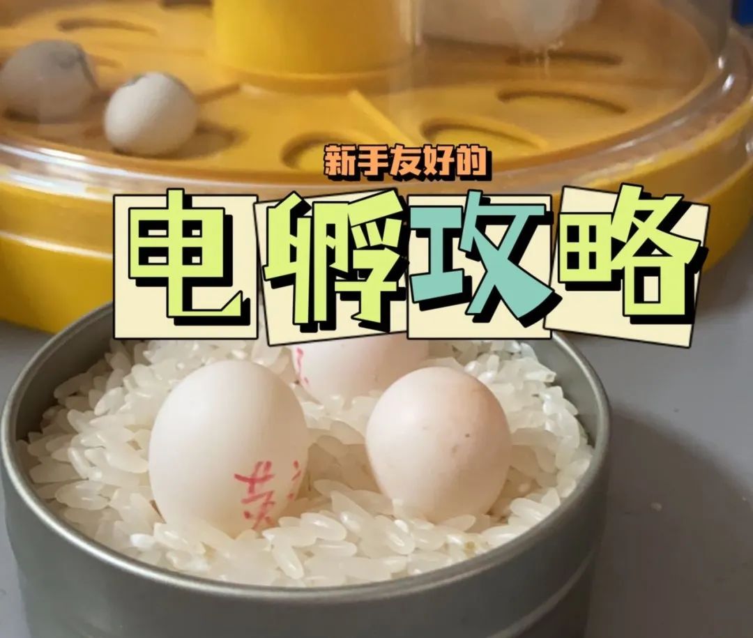 玄凤鹦鹉蛋孵化要几天_玄凤鹦鹉孵蛋期间能洗澡吗_孵化玄凤鹦鹉蛋需要多少温度