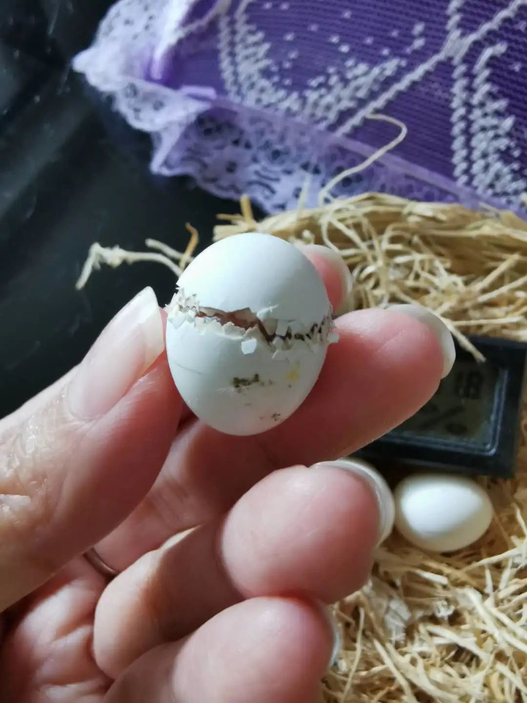 孵化玄凤鹦鹉蛋需要多少温度_玄凤鹦鹉孵蛋期间能洗澡吗_玄凤鹦鹉蛋孵化要几天