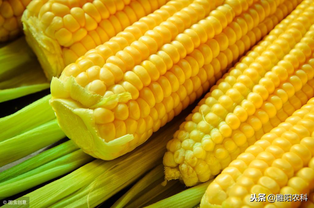 玉米高产品种前十名_玉米品种前三十名_玉米品种前十名名单