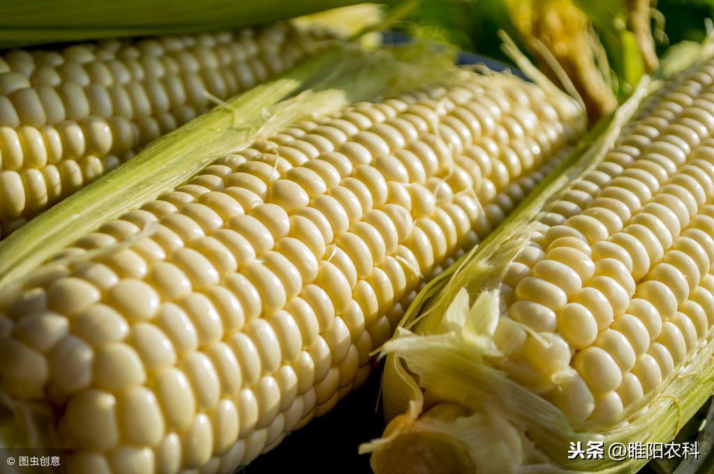 玉米品种前三十名_玉米品种前十名名单_玉米高产品种前十名