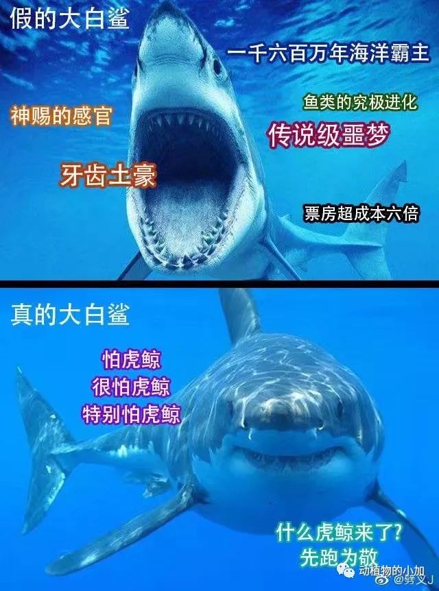 虎鲸怕鲨鱼吗_鲨鱼怕虎鲸吗_虎鲸怕大白鲨吗