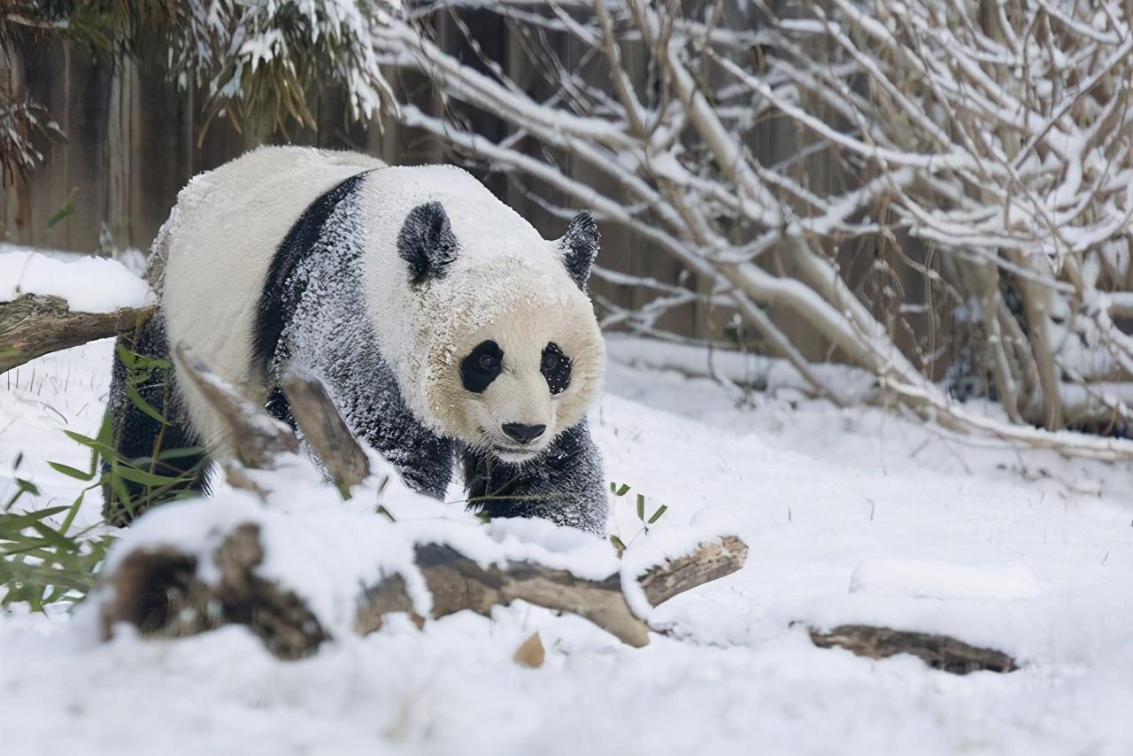 大熊猫的类别是什么?_熊猫类别是什么意思_熊猫类别是什么动物