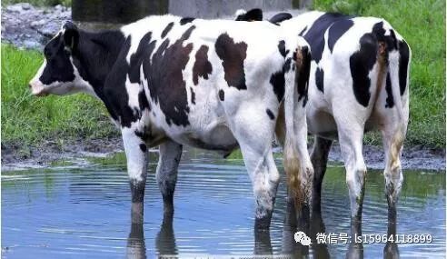 养头牛当宠物_养10头牛只一年赚多少_养头牛的成本和利润