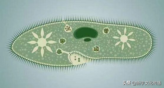 草履虫是什么生物_生物草履虫是生物吗_生物草履虫是单细胞吗