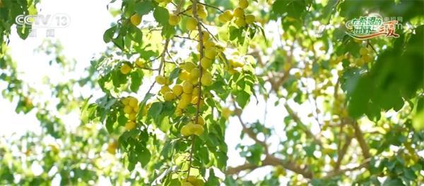 新疆白杏几月份成熟_新疆杏子的季节_新疆杏几月上市