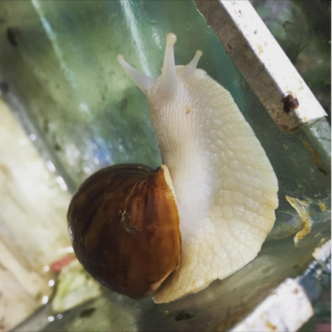 蜗牛吃哪些食物_蜗牛吃什么食物为主_蜗牛吃啥了