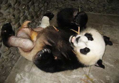熊猫刻板行为有哪些_熊猫刻板行为会影响什么_熊猫刻板行为