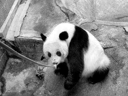 熊猫刻板行为会影响什么_熊猫刻板行为_熊猫刻板行为有哪些
