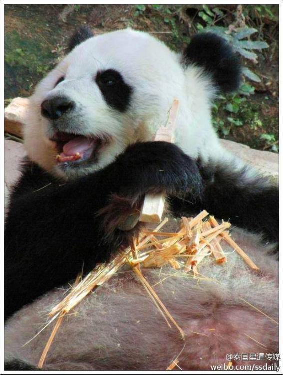熊猫刻板行为有哪些_熊猫刻板行为_熊猫刻板行为会影响什么
