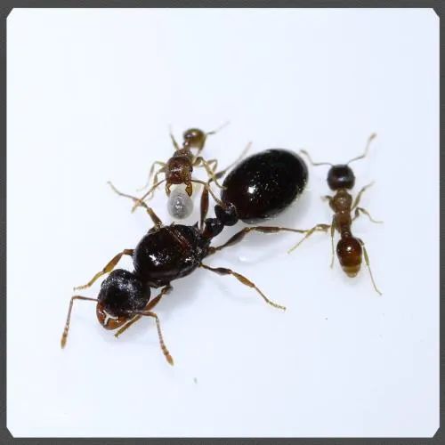 蚂蚁有小翅膀_蚂蚁翅膀有几对_有翅膀的蚂蚁