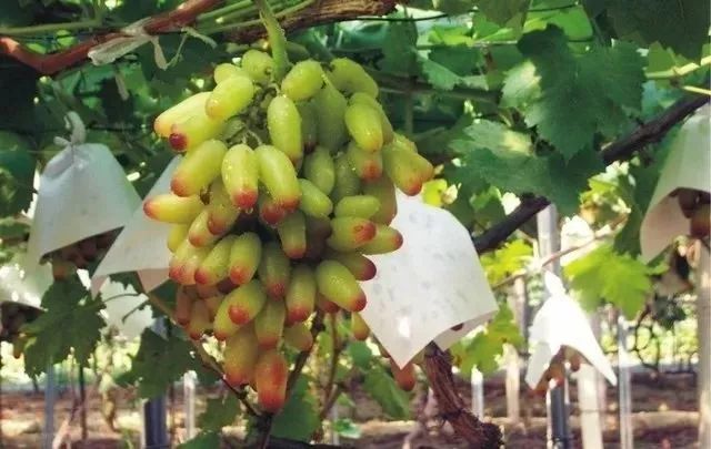 新疆哈密瓜几月份成熟上市_新疆的哈密瓜几月份上市_新疆成熟上市月份哈密瓜产量