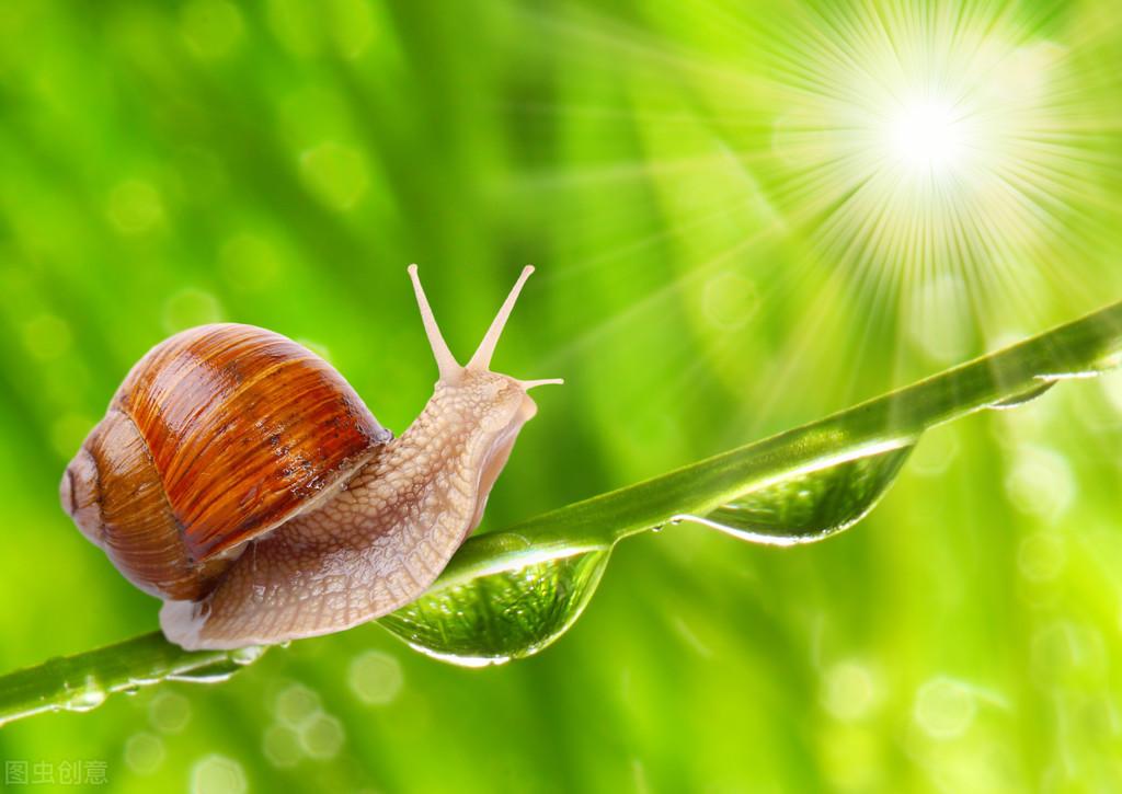 蜗牛是什么动物_蜗牛是小动物吗_蜗牛是吗