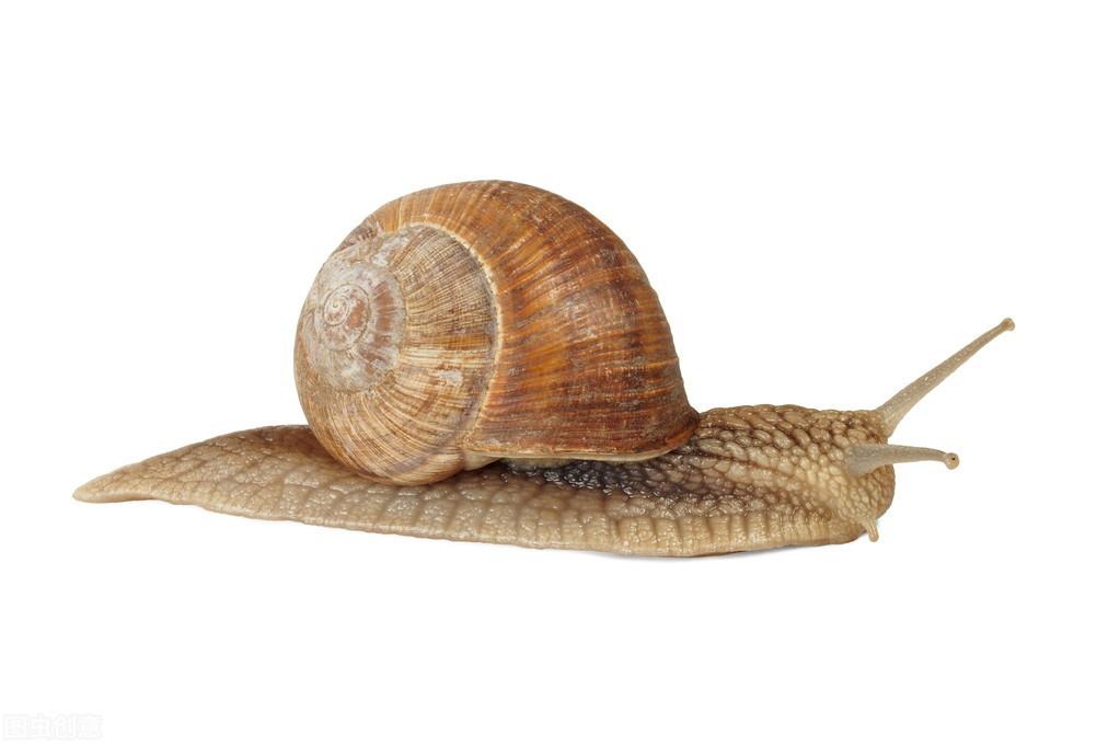 蜗牛是吗_蜗牛是什么动物_蜗牛是小动物吗
