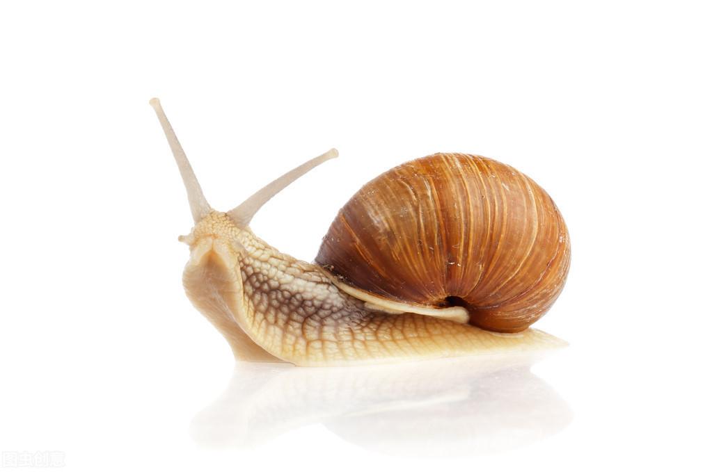 蜗牛是吗_蜗牛是小动物吗_蜗牛是什么动物