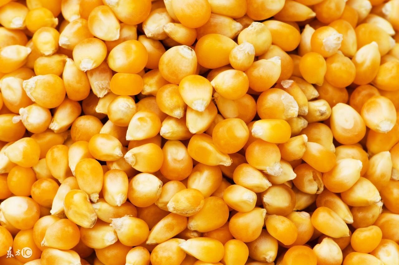 玉米渣的功效与作用_渣玉米功效作用和禁忌_玉米渣的营养与功效