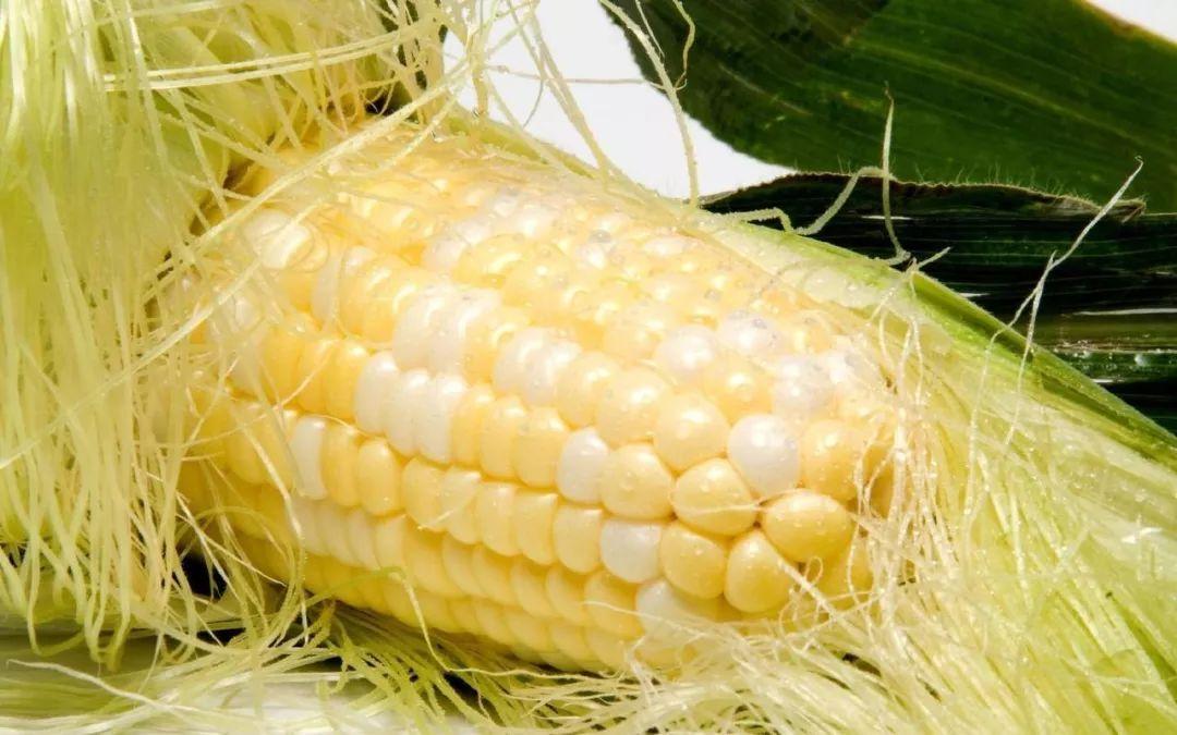 渣玉米功效作用与主治_玉米渣的功效与作用_渣玉米功效作用和禁忌