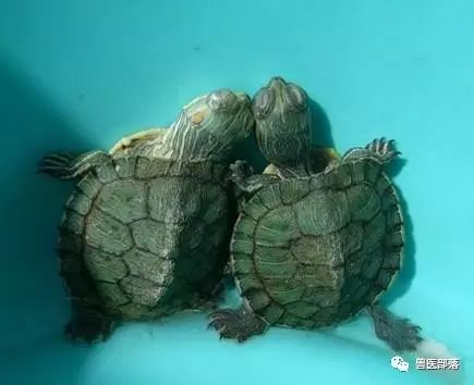 巴西龟冬眠吗_巴西乌龟冬眠_巴西龟冬眠之后吃什么