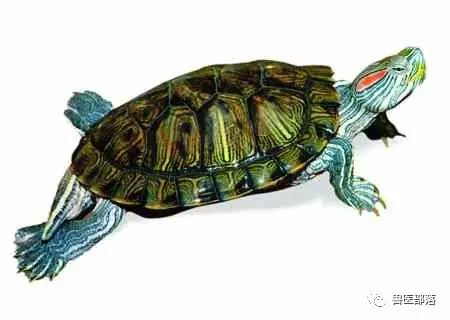 巴西乌龟冬眠_巴西龟冬眠之后吃什么_巴西龟冬眠吗