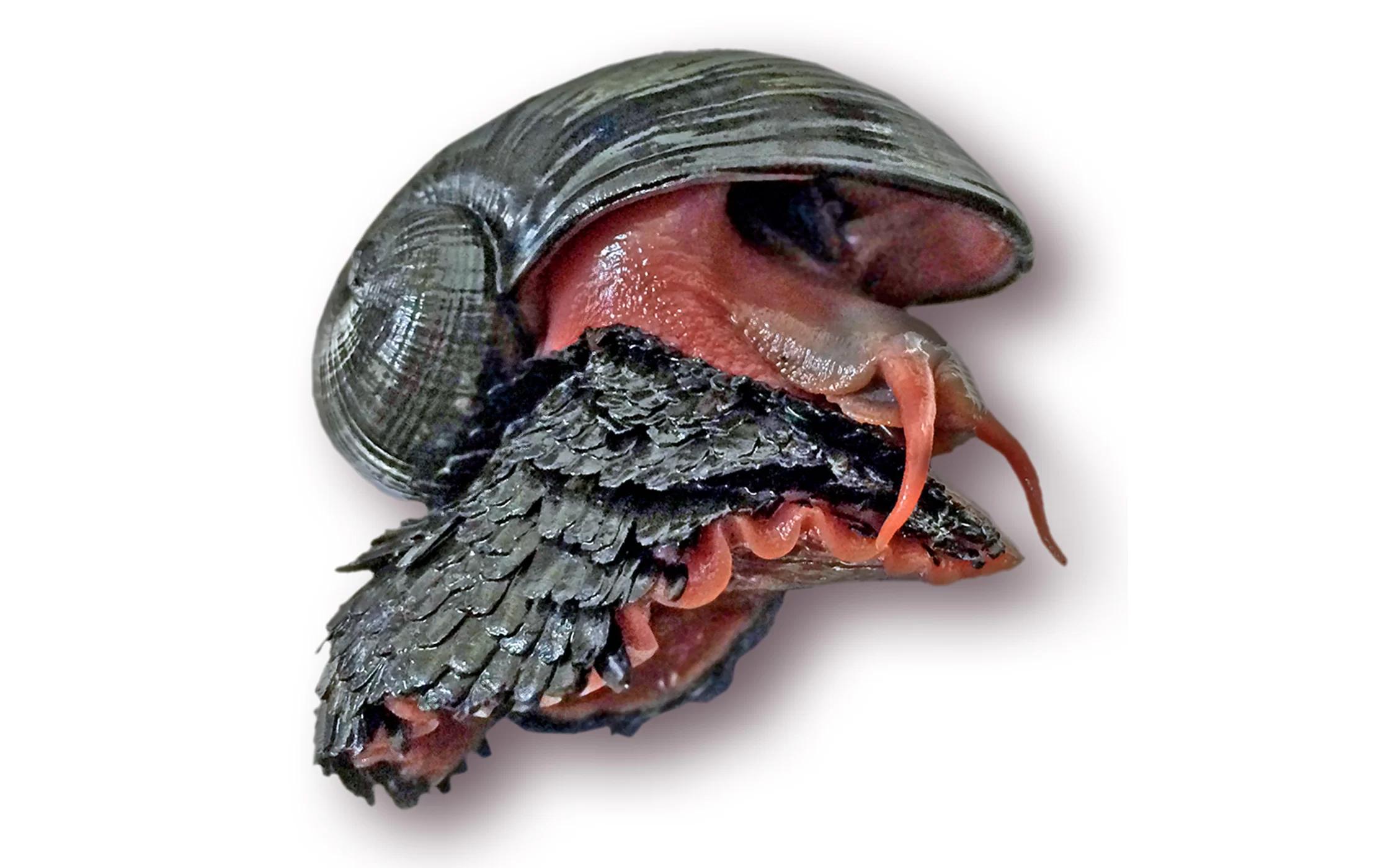 蜗牛无壳子是什么_没壳的蜗牛叫什么_蜗牛没有壳是什么虫怎么读