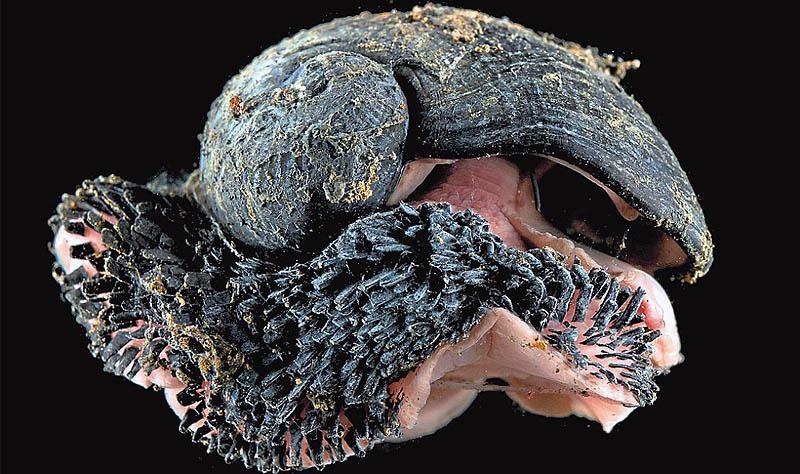 没壳的蜗牛叫什么_蜗牛没有壳是什么虫怎么读_蜗牛无壳子是什么