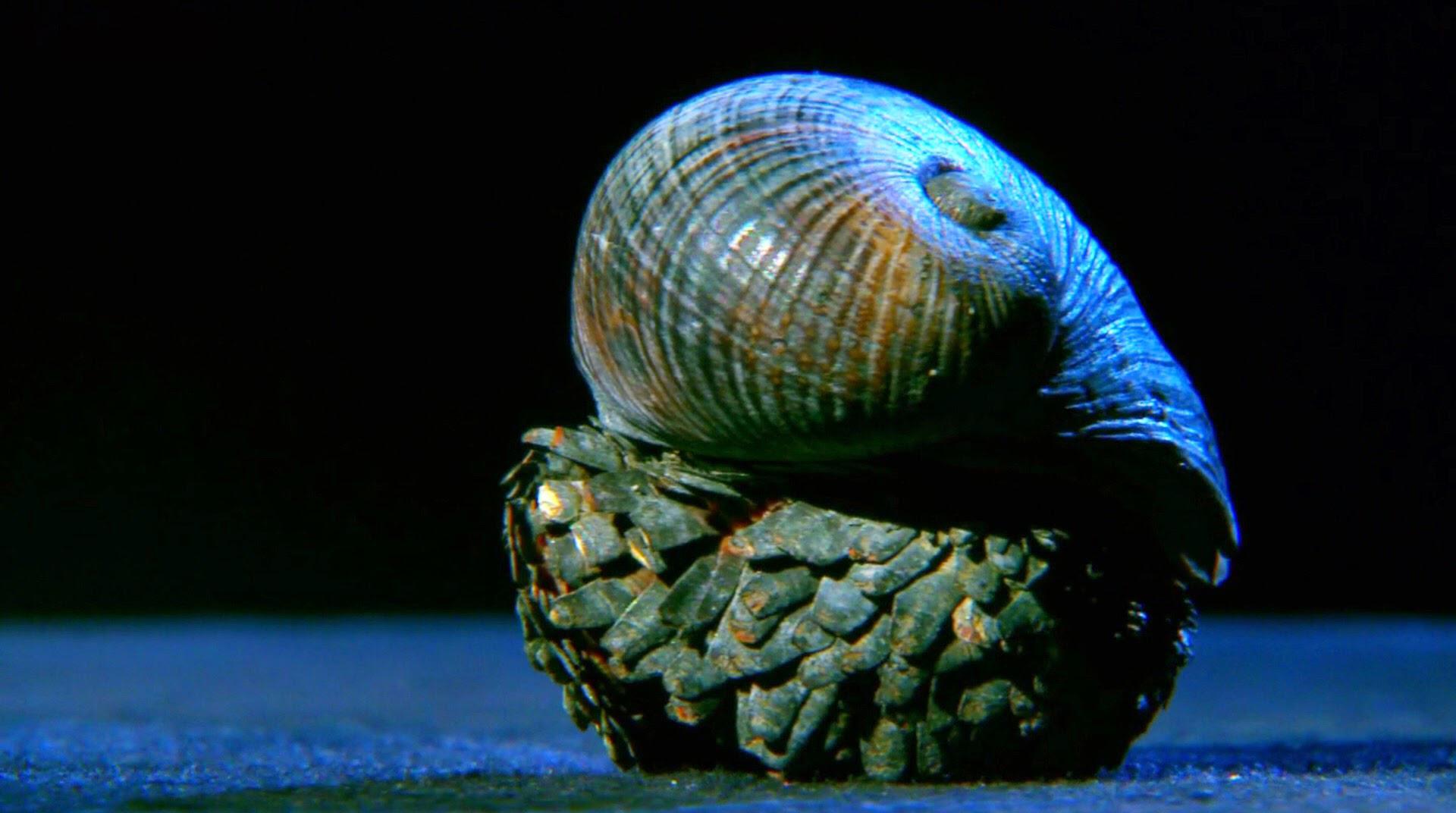 没壳的蜗牛叫什么_蜗牛无壳子是什么_蜗牛没有壳是什么虫怎么读