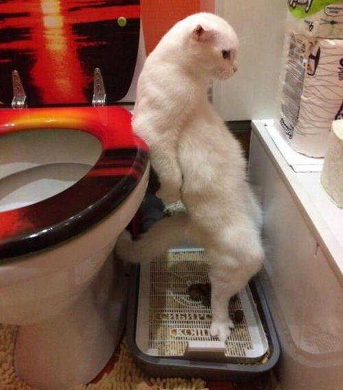 猫咪乱尿的解决方法_猫尿怎样处理_猫尿怎么处理味道