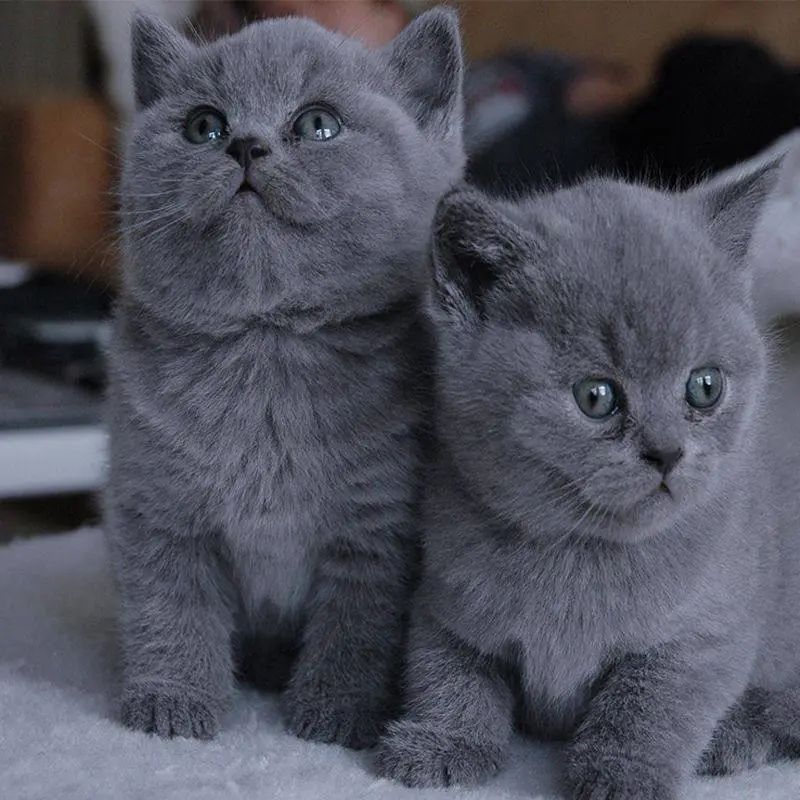 蓝白猫多少钱一只_蓝白猫价钱_蓝猫白蓝多少钱