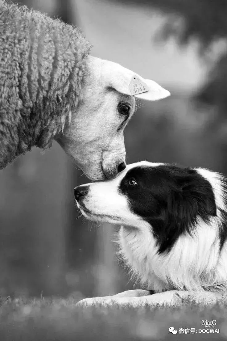 牧羊犬有哪些品种_犬品种牧羊有哪些_几种牧羊犬