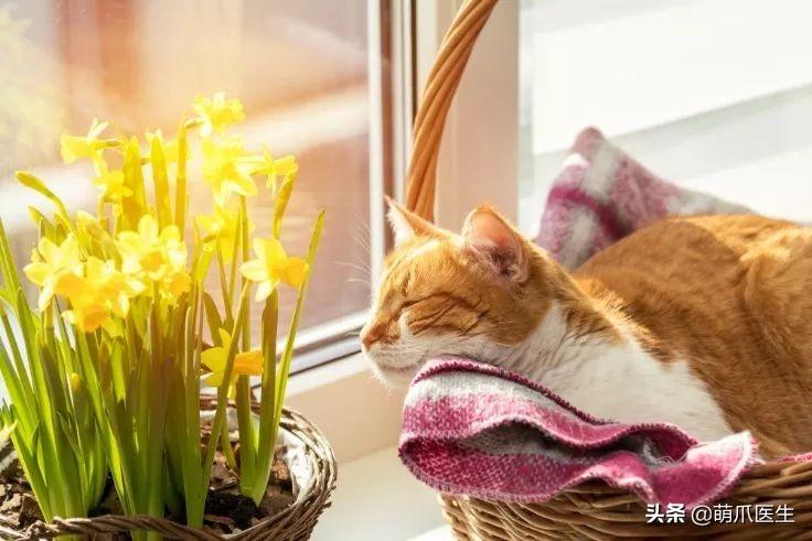 猫咪中暑什么症状表现_猫咪症状中暑表现是什么_猫咪中暑的症状及治疗方法