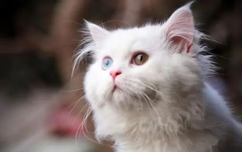 蓝眼睛的猫_眼睛蓝蓝的猫_猫蓝眼睛是什么猫