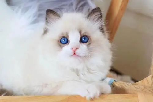 蓝眼睛的猫_猫蓝眼睛是什么猫_眼睛蓝蓝的猫