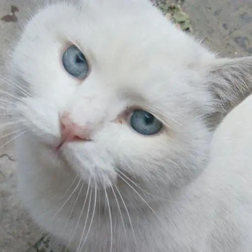 猫蓝眼睛是什么猫_蓝眼睛的猫_眼睛蓝蓝的猫